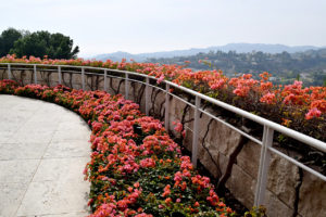 bougainvillea border an overlook at The Getty Center in Los Angeles, California