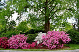 azalea bushes at Hillwood Estate, Museum, & Gardens in Washington, D.C.