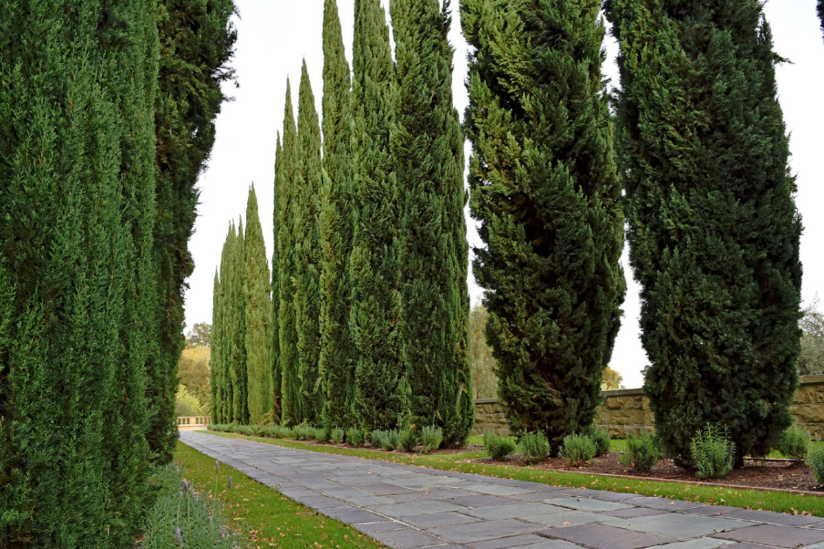 Greystone Mansion & Gardens Review - Grading Gardens