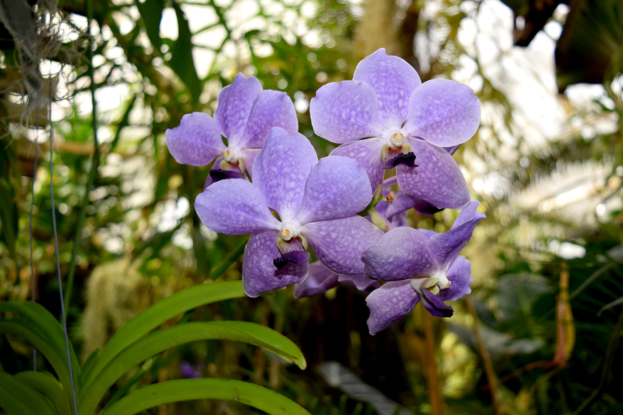 Marie Selby Botanic Gardens Review - Grading Gardens