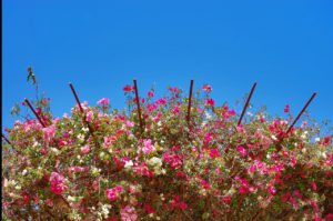 bougainvillea on rebar trellises at The Getty Center in Los Angeles, California