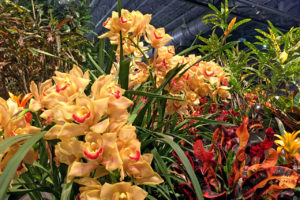 orchids display at The Philadelphia Flower Show in Philadelphia, Pennsylvania