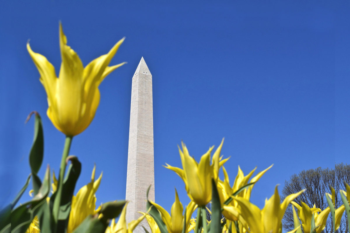 yellow tulips and the Washington Monument at The Floral Library in Washington, DC