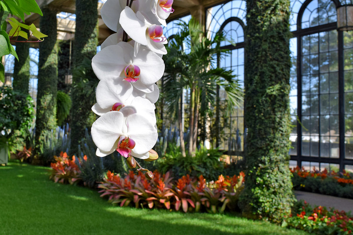 Longwood Gardens Orchid Extravaganza Review Grading Gardens