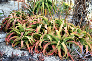 cluster of aloe plants at the Mildred E. Mathias Botanical Garden in Los Angeles, California