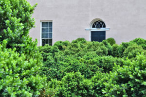 dense boxwood hedges at Tudor Place Historic House & Garden in Washington, DC