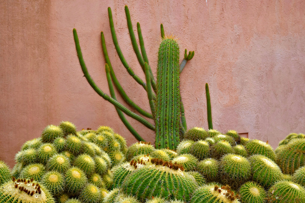 cactus against pink wall at Ganna Walska Lotusland in Santa Barbara, California
