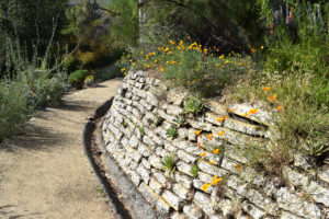 stone wall with poppy flowers at the Mildred E. Mathias Botanical Garden in Los Angeles, California