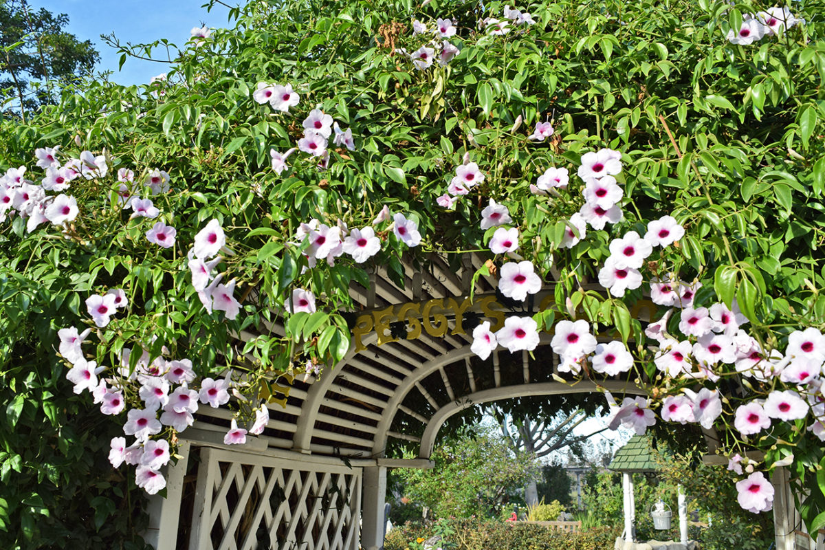 South Coast Botanic Garden Review Grading Gardens   DSC 0621 1200x800 