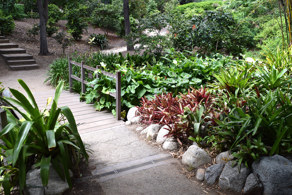 bridge over stream at the Mildred E. Mathias Botanical Garden in Los Angeles, California