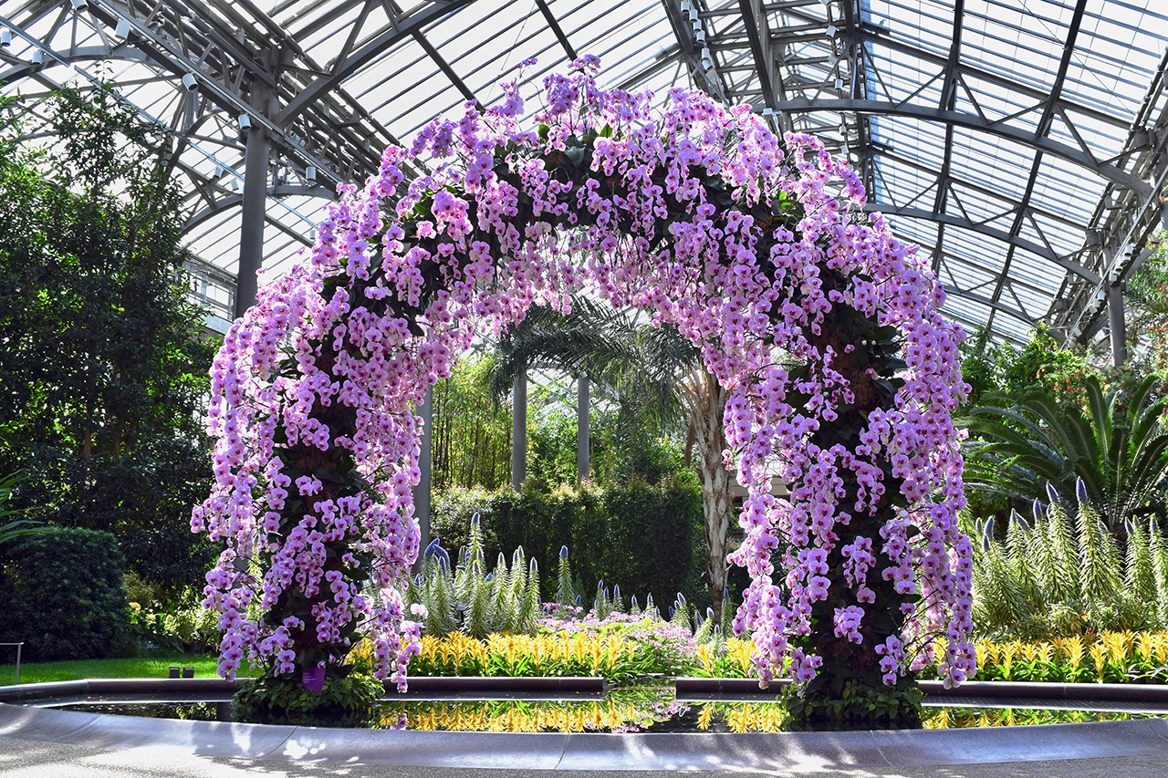 Longwood Gardens Orchid Extravaganza Review Grading Gardens