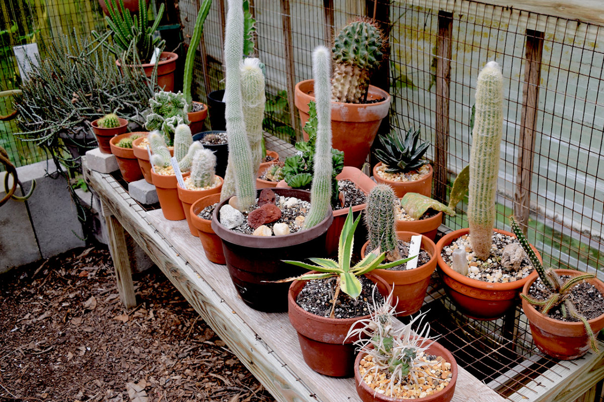 Sarasota Succulent Society Review - Grading Gardens